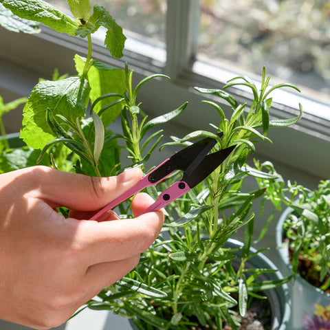 Herb Preparation Set