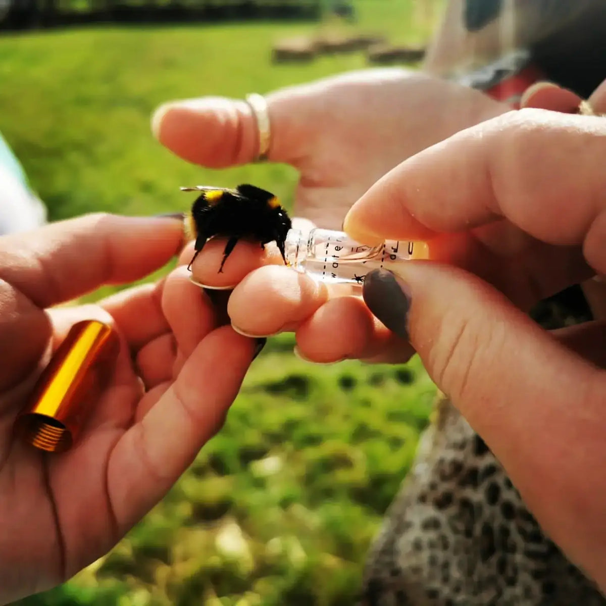 Bee Revival Kit