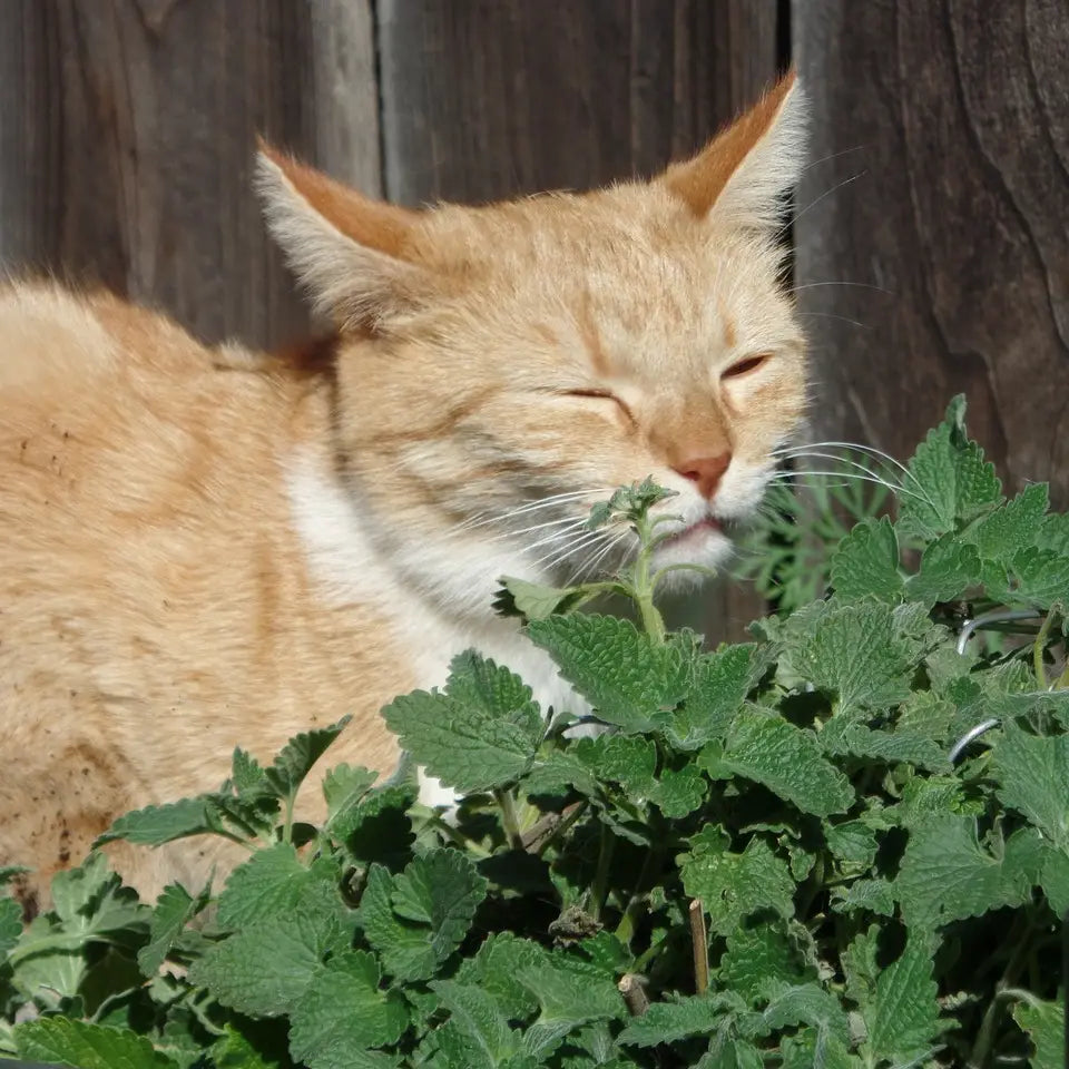 Grow Your Own Catnip