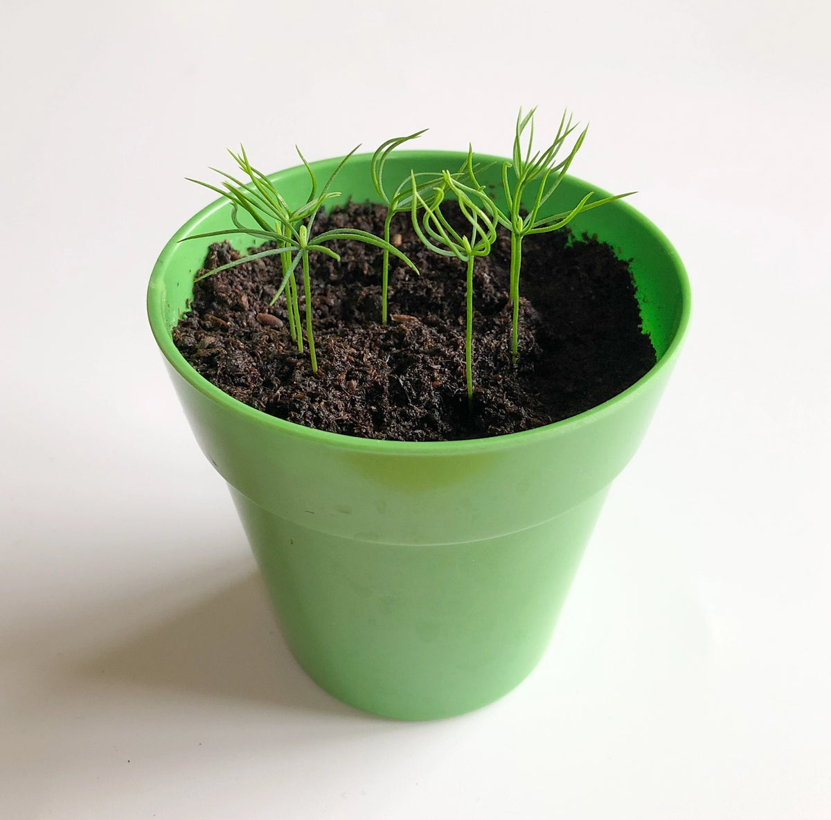 Children's Christmas Tree Hamper