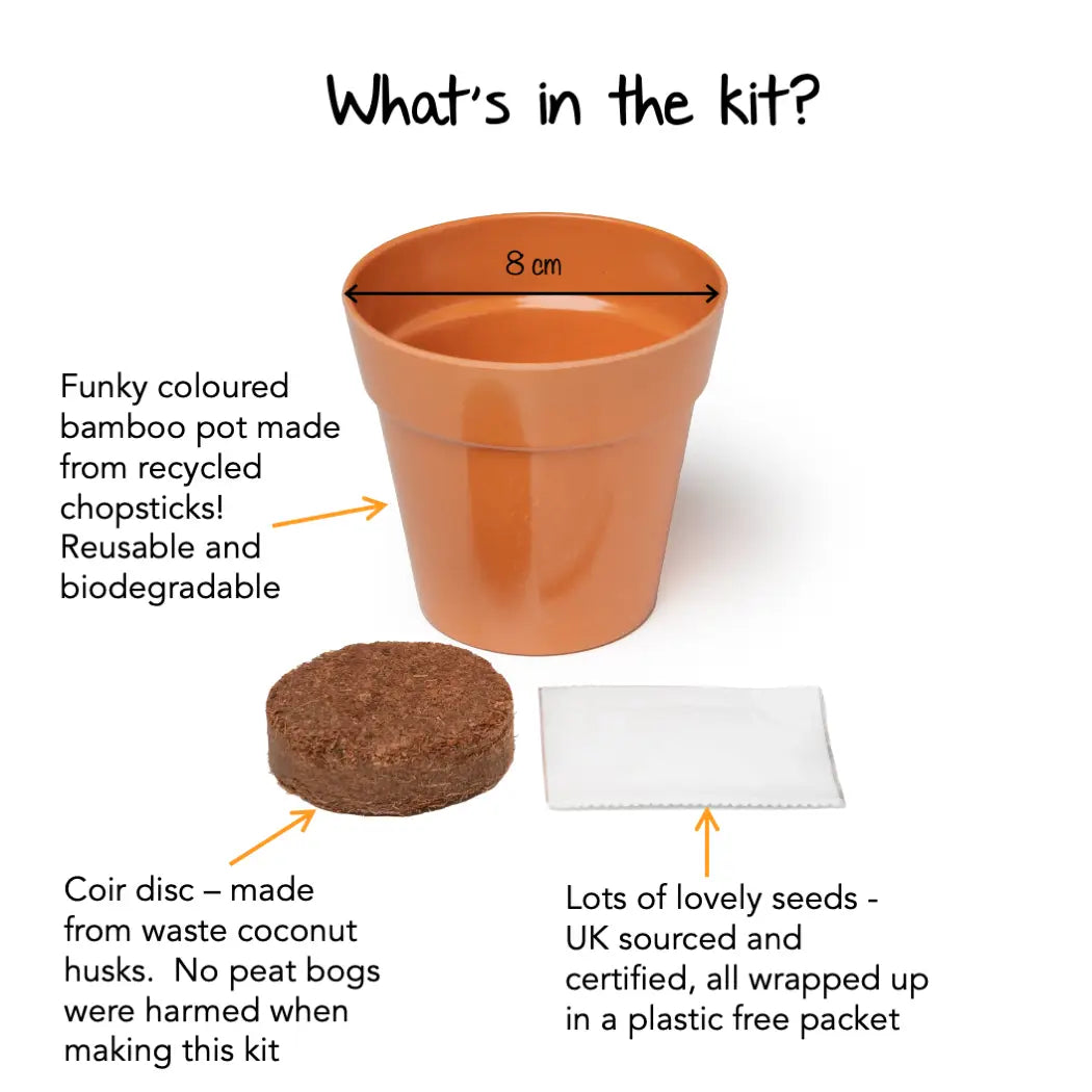 Pumpkin growing kit