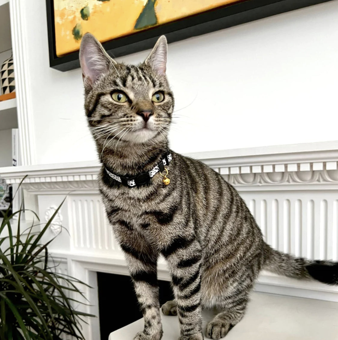 Cat Collar - Monochrome spots
